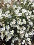 Cerastium Snow in Summer
